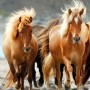 Лошади во Всемирном наследии ЮНЕСКО
